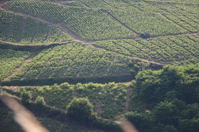 Beaujolais Vineyards